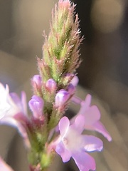 Verbena xutha