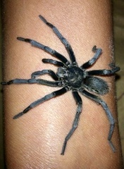 Hemirrhagus chilango