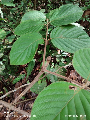 Uncaria cordata observed 2022-10-15