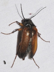 Cebrio