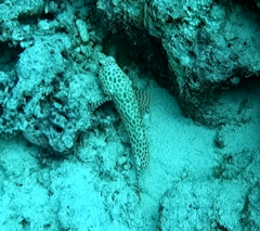 Epinephelus merra
