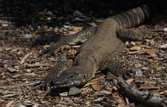 Varanus rosenbergi