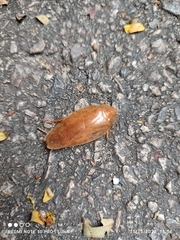 Pseudophoraspis nebulosa