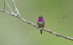 Philodice mitchellii