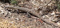 Varanus rosenbergi