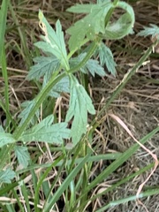 Verbena xutha