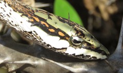 Thelotornis capensis capensis