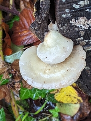 Crepidotus mollis