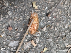 Pseudophoraspis nebulosa