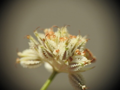 Astrantia minor