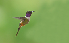 Philodice mitchellii