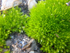 Bryum