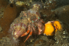 Dardanus pedunculatus