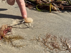 Sycozoa