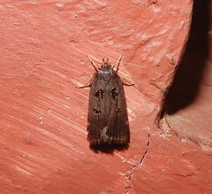 Lecithocera