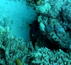 Epinephelidae