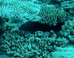 Epinephelidae