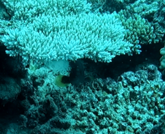 Epinephelidae