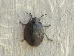 Solenosthedium bilunatum