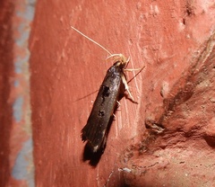 Lecithocera