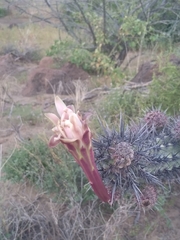 Stenocereus gummosus