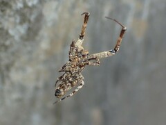 Philoponella congregabilis