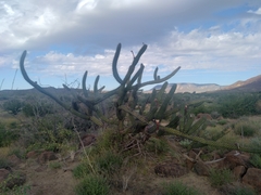 Stenocereus gummosus