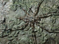 Tamopsis