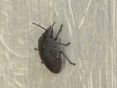 Solenosthedium bilunatum