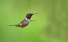 Philodice mitchellii