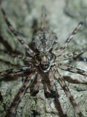 Tamopsis