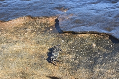 Leptograpsus variegatus