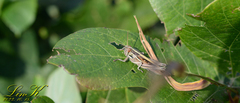 Patanga japonica