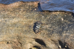 Leptograpsus variegatus
