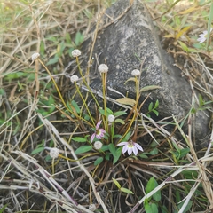 Lobelia chinensis