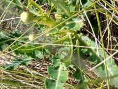Sonchus megalocarpus