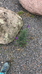 Linaria purpurea