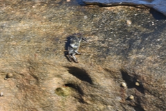 Leptograpsus variegatus