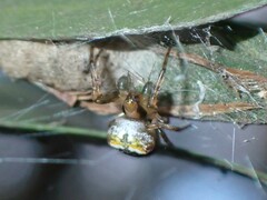 Araneus albotriangulus