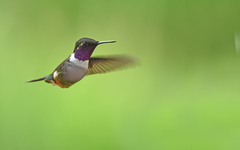 Philodice mitchellii