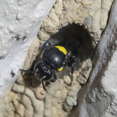 Hylaeus nubilosus