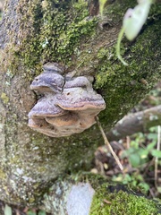 Phellinus