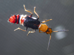 Carphurus fasciculatus