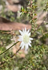 Actinotus minor