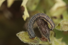 Pyrrhia umbra