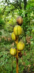 Cardiocrinum