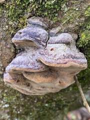 Phellinus