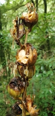Cardiocrinum