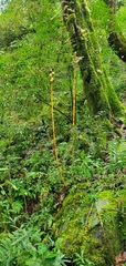 Cardiocrinum