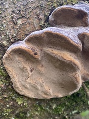 Phellinus